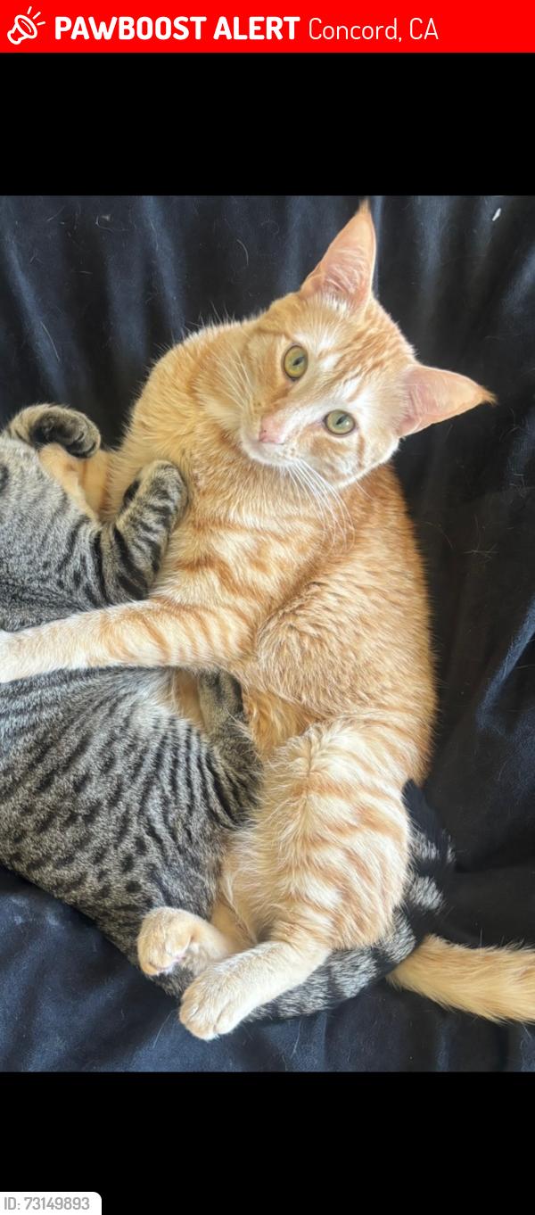 Lost Male Cat last seen At home, Concord, CA 94520