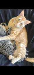 Lost Male Cat last seen At home, Concord, CA 94520