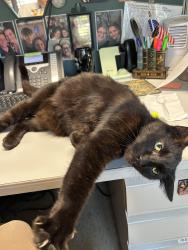 Lost Male Cat last seen St. Bernard Memorial, Chalmette, LA 70043