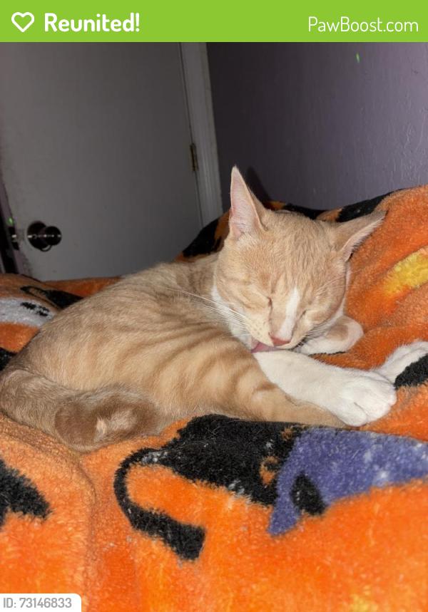 Reunited Male Cat last seen Near simpson st, Santa Rosa, CA 95401