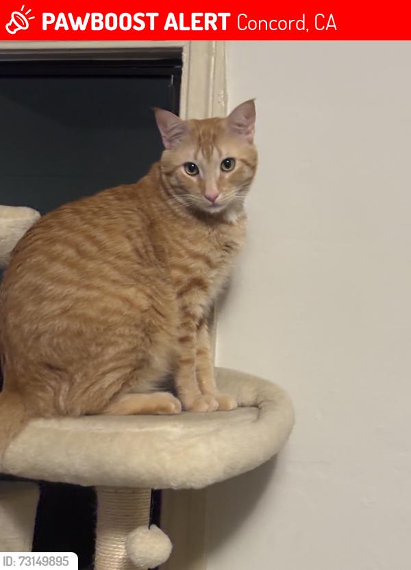 Lost Male Cat last seen Northwood dr, Concord, CA 94520