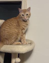 Lost Male Cat last seen Northwood dr, Concord, CA 94520