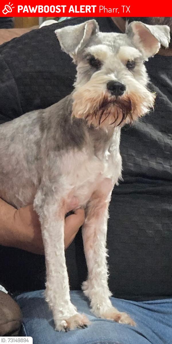 Lost Male Dog last seen Las Milpas TX, Pharr, TX 78577