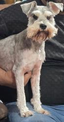 Lost Male Dog last seen Las Milpas TX, Pharr, TX 78577