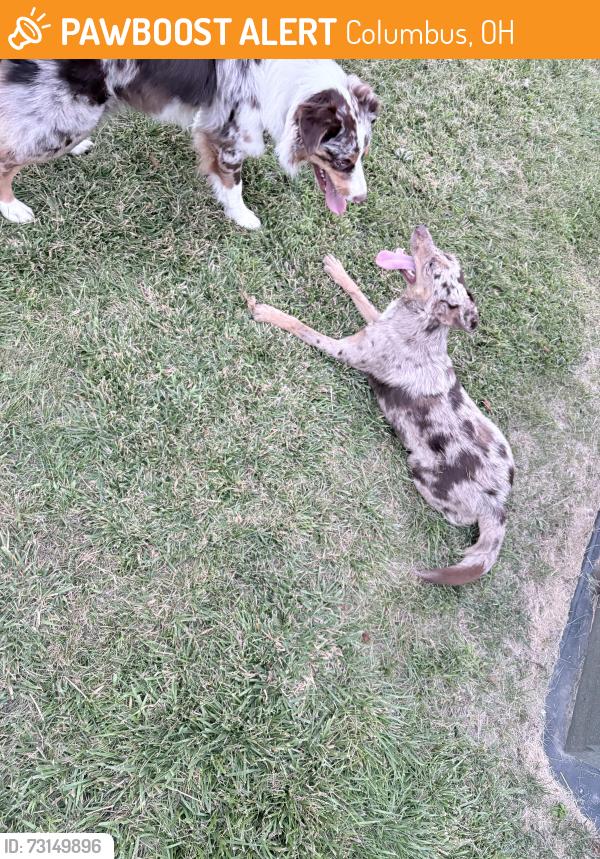Found/Stray Female Dog last seen College Park apmts, Columbus, OH 43209