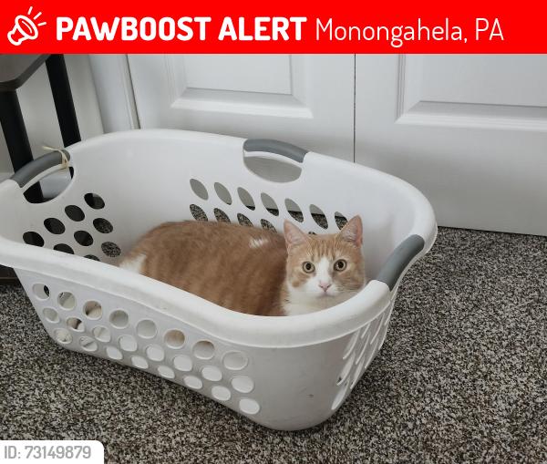 Lost Male Cat last seen Monongahela pa, Monongahela, PA 15063