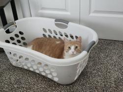 Lost Male Cat last seen Monongahela pa, Monongahela, PA 15063