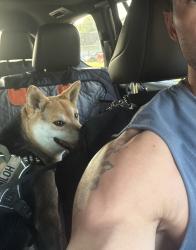 Reunited Male Dog last seen Hope Mills Rec Center / Hive of Hope Mills, Hope Mills, NC 28348