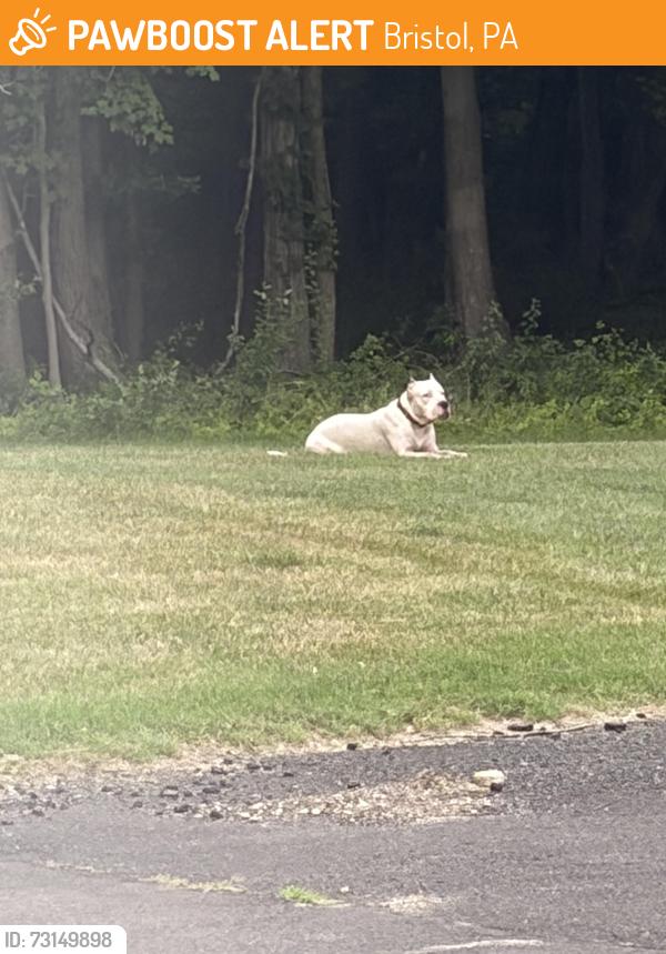 Found/Stray Unknown Dog last seen Jasper, Bristol, PA 19007