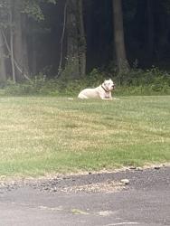 Found/Stray Unknown Dog last seen Jasper, Bristol, PA 19007