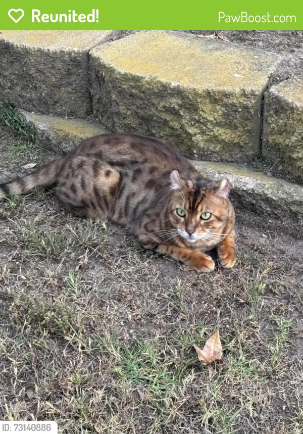 Reunited Male Cat last seen Citrus and Mountain View, Escondido, CA 92027
