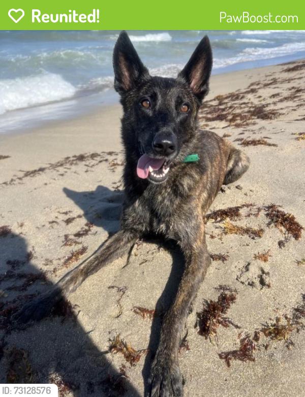 Reunited Female Dog last seen Lawton Chiles Elementary School, Gainesville, FL 32608