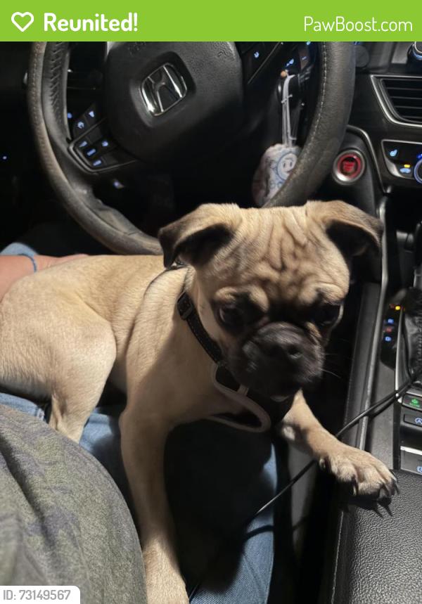Reunited Female Dog last seen Darlington and Sunray, Holiday, FL 34691