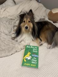 Reunited Male Dog last seen Near Mill Creek Parkway, Kansas City, MO 64111