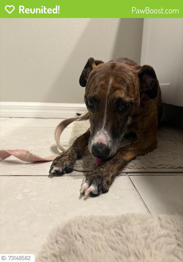 Reunited Female Dog last seen Darlington and Sunray, Holiday, FL 34691