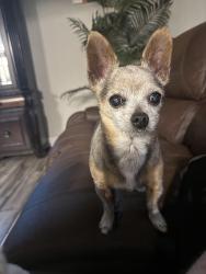 Reunited Male Dog last seen Glenn Gary road west Lakeland, Lakeland, FL 33813