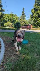 Found/Stray Male Dog last seen Vogler, Winston-Salem, NC 27107