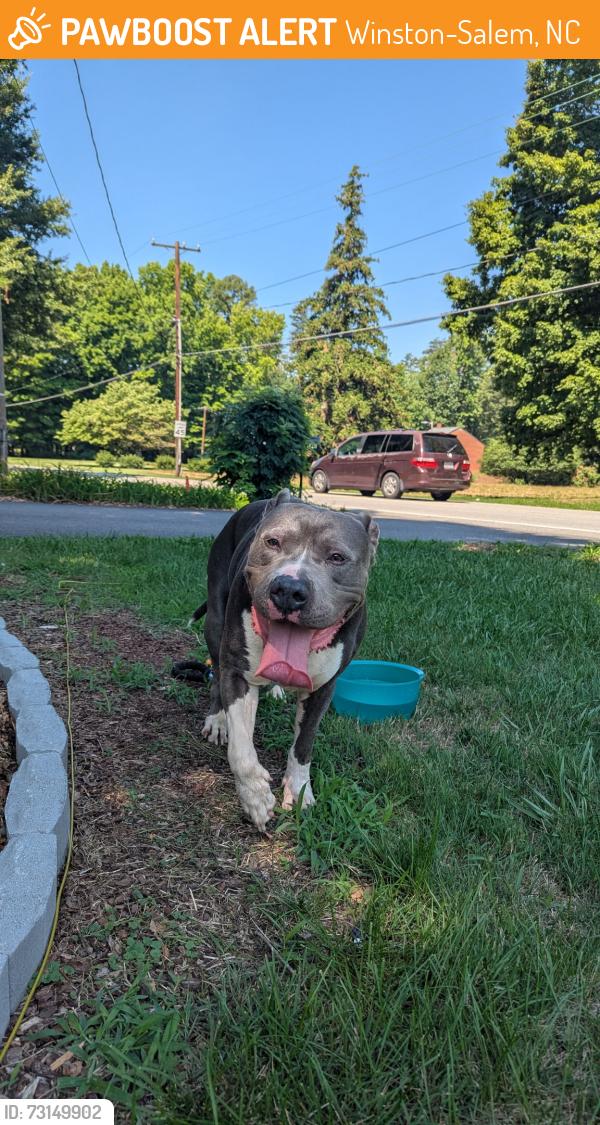 Found/Stray Male Dog last seen Vogler, Winston-Salem, NC 27107