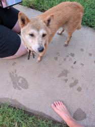 Reunited Female Dog last seen Sheffield boulevard 160tj, Edmond, OK 73013