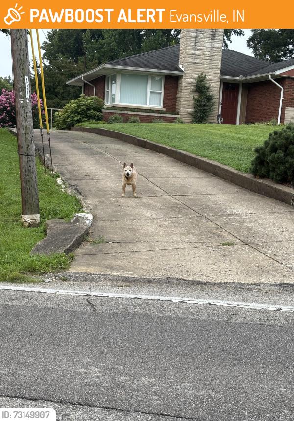 Found/Stray Unknown Dog last seen Stringtown and Old State curve, Evansville, IN 47710