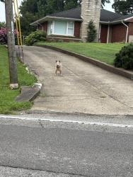 Found/Stray Unknown Dog last seen Stringtown and Old State curve, Evansville, IN 47710