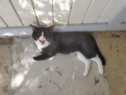 Lost Male Cat last seen Near Morning Dr 78108 corner hse, Schertz, TX 78108