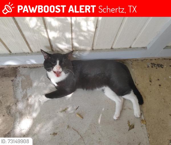 Lost Male Cat last seen Near Morning Dr 78108 corner hse, Schertz, TX 78108