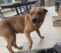 Found/Stray Female Dog last seen 22nd st east st louis, East St. Louis, IL 62207
