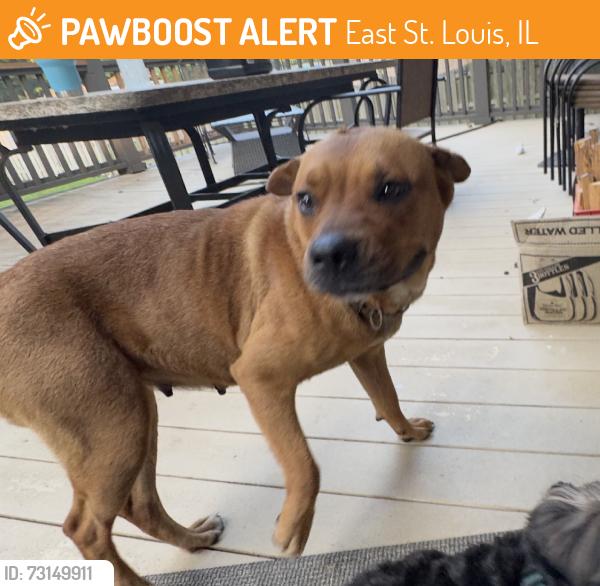 Found/Stray Female Dog last seen 22nd st east st louis, East St. Louis, IL 62207