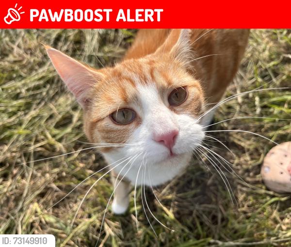 Lost Male Cat last seen At home, Felthorpe, England NR10 4DQ