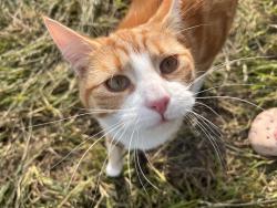 Lost Male Cat last seen At home, Felthorpe, England NR10 4DQ