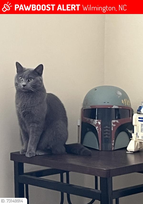 Lost Female Cat last seen Horn Street off of Carolina Beach Road, Wilmington, NC 28412