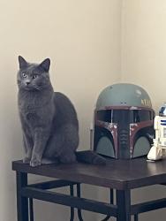 Lost Female Cat last seen Horn Street off of Carolina Beach Road, Wilmington, NC 28412
