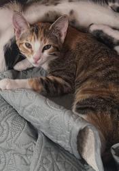 Reunited Female Cat last seen Near Tacoma Drive, Fort Worth, TX 76108