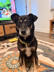 Found/Stray Female Dog last seen Moss st. Near the bayou., New Orleans, LA 70119