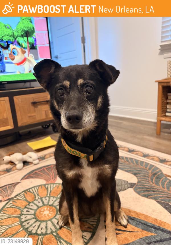 Found/Stray Female Dog last seen Moss st. Near the bayou., New Orleans, LA 70119