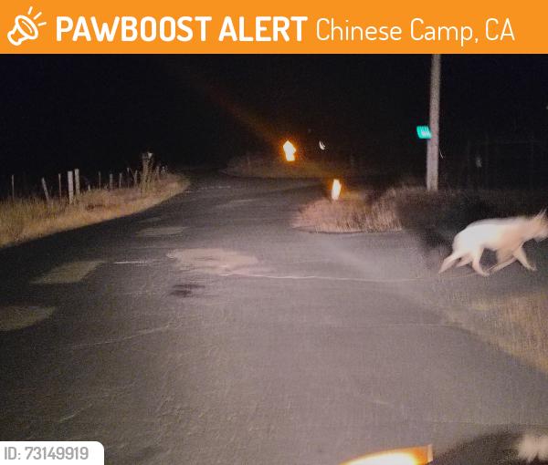 Found/Stray Unknown Dog last seen Red Hill Road and Six Pence Ranch, Chinese Camp, CA 95327