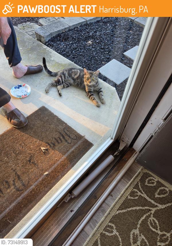 Found/Stray Male Cat last seen Candlestick Drive & N Highlands Drive, Harrisburg, PA 17111