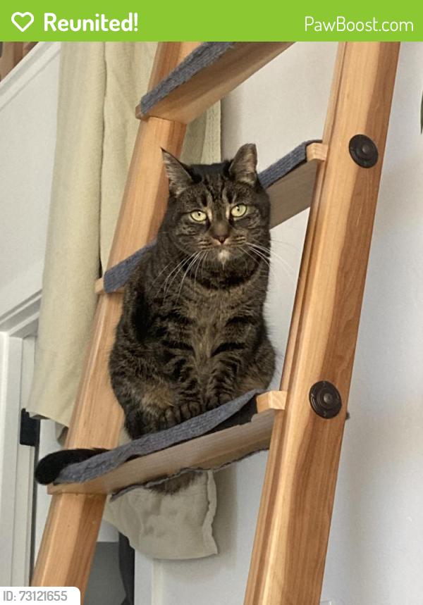 Reunited Female Cat last seen 4th Ave and Freeport Blvd, Sacramento, CA 95818
