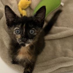 Shelter Stray Female Cat last seen , 8020 Washington St, Port Richey, FL 34668, USA
