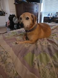 Reunited Female Dog last seen Deacon Dr, College Station, TX 77845