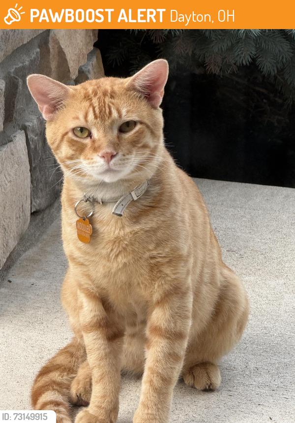 Found/Stray Male Cat last seen Near Country Corner Lane, Dayton, OH 45458