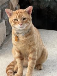 Found/Stray Male Cat last seen Near Country Corner Lane, Dayton, OH 45458