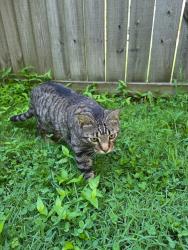 Reunited Female Cat last seen Westhaven Dr. & Cason Lane, Murfreesboro, TN 37128