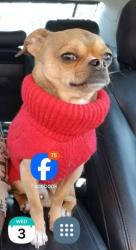 Lost Male Dog last seen Broadbrige and East Main Street Beardsley park, Bridgeport, CT 06610
