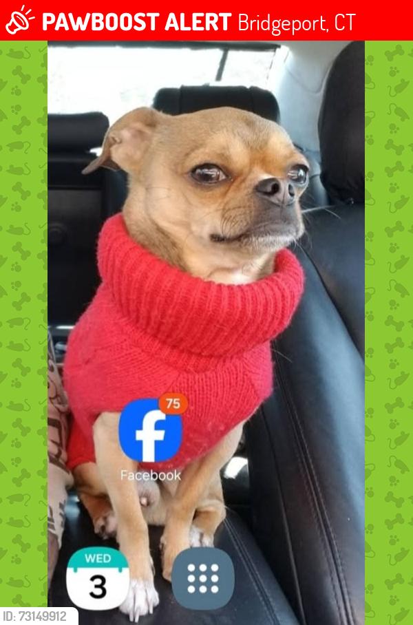 Lost Male Dog last seen Broadbrige and East Main Street Beardsley park, Bridgeport, CT 06610