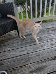 Found/Stray Male Cat last seen Texas avenue and Lake road, La Marque, TX 77568