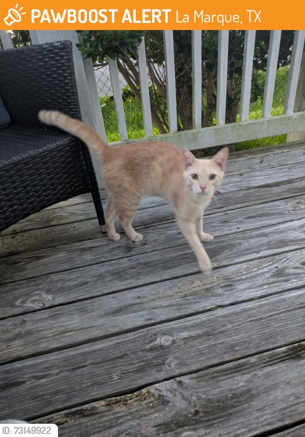 Found/Stray Male Cat last seen Texas avenue and Lake road, La Marque, TX 77568