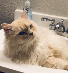 Lost Male Cat last seen Near Covenant Christian Academy, Fort Worth, TX 76108