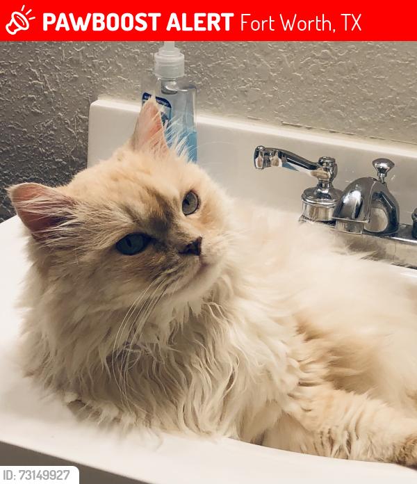 Lost Male Cat last seen Near Covenant Christian Academy, Fort Worth, TX 76108